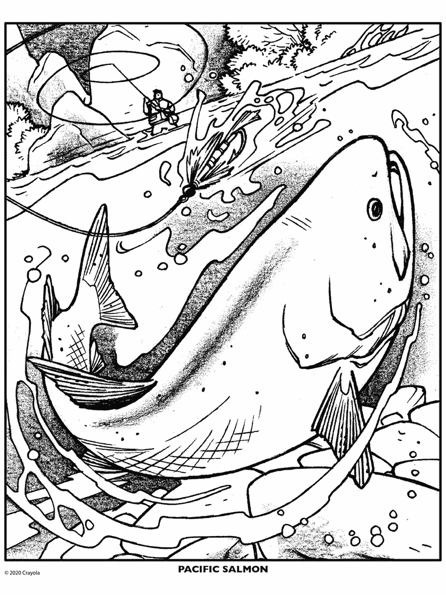 Salmon Fish