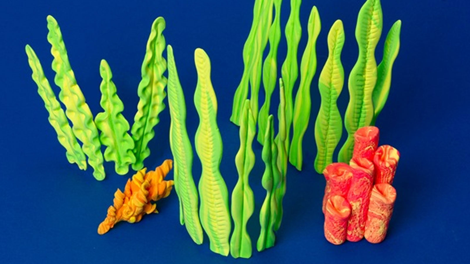 Coral Reef and Seaweed
